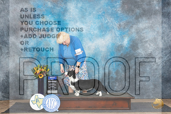 Cardigan Welsh Corgi #7 Fri WDBOW no judge__JP_9376_Abilene_2024_HR3