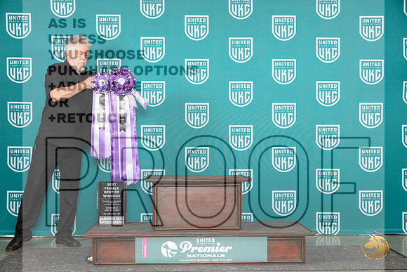 Alaskan Klee Kai #360 Wed BF BOW Judge Brenda Landers__JP_3170_Premier_2024_HR3