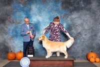 Golden Retreiever #34 Sat BOSOHBOB Judge Tim Catterson