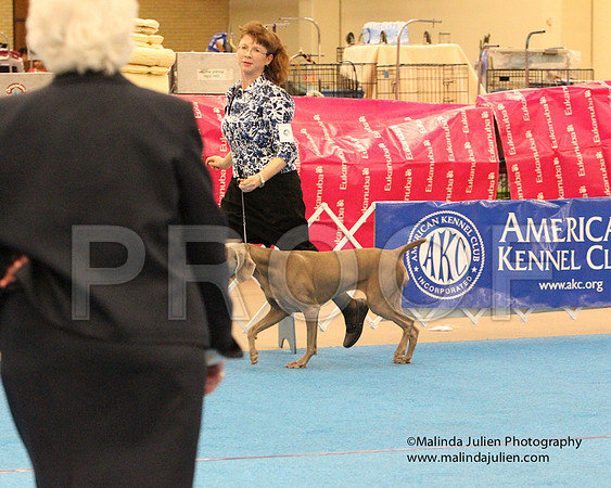 Weim-0911