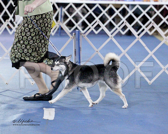 Klee Kai-0896