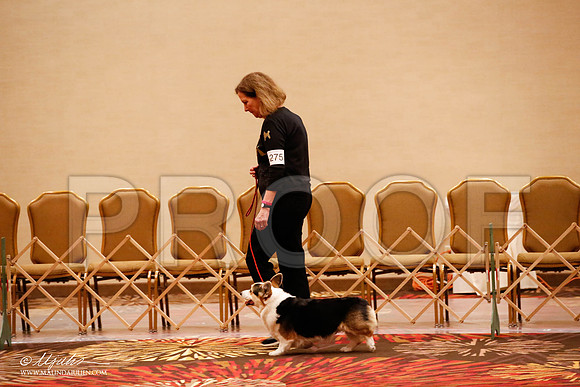 _JJ_8226-HstnCorgiFeb2015-HR3