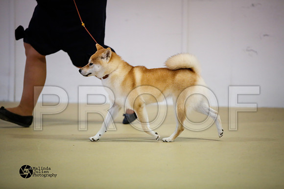 shib-9171-HtoJan14-HR