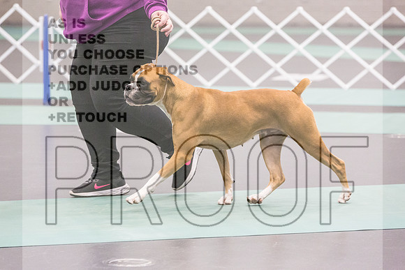 Boxers Ring Fri Ring1_JJL_4869_UKCLNGVIEWOCT2024_2024_HR3