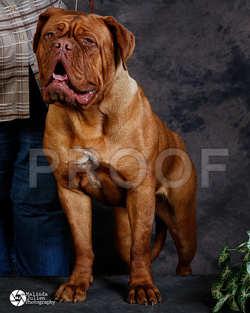 DOGU-4652-FWMar14-HR