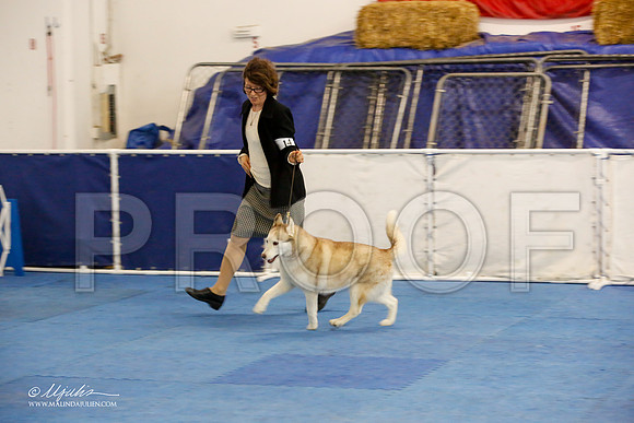 _M3_9221-AddisonHuskyMar2015-HR3