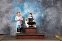 Pembroke Welsh Corgi #392 Sun BJr Judge Chandra Martin