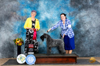 Kerry Blue Terrier #5 Sat G2 Judge Sharol Candace Way