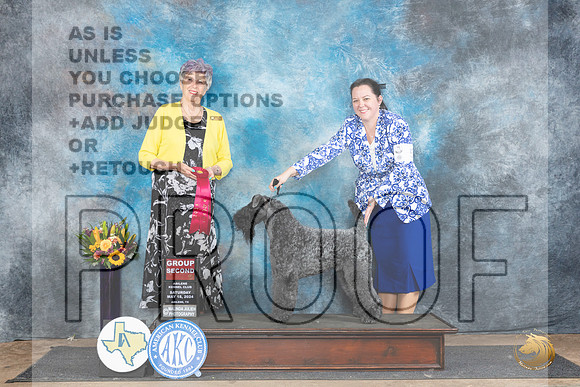 Kerry Blue Terrier #5 Sat G2 Judge Sharol Candace Way__JP_0028_Abilene_2024_HR3