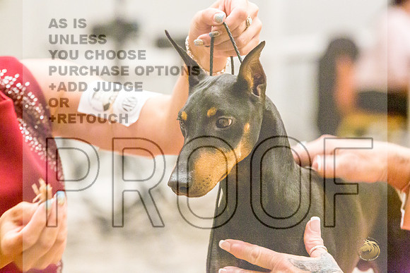 Manchester Terrier MTOY Candids-JJL_2165-Hstn2022_HR3