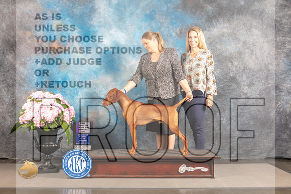 Vizsla #17 SAT WD NCH Major Judge Steven Keating_MJ_6329_Houston_2022_HR3