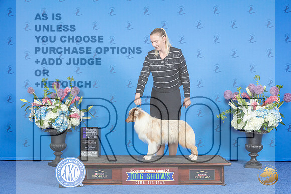 Miniature American Shepherd #22 FRI WB NC Judge Angela Cooper__JP_0302_Houston_2024_HR3