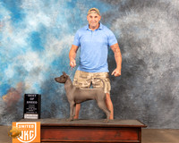 Thai Ridgeback #207 Sun