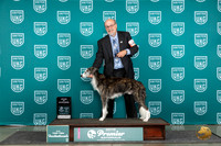 Silken Windhound #1031 Thur AOE Judge Deborah Allen