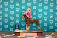 Dobermann Pinscher #409 Sun G1 Judge Sharron Griffin