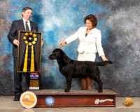 Labrador Retriever #37 Sat BIS James Fehring