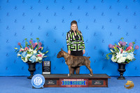 Bull Terrier Colored #10 THUR BOV Judge Jamie Hubbard