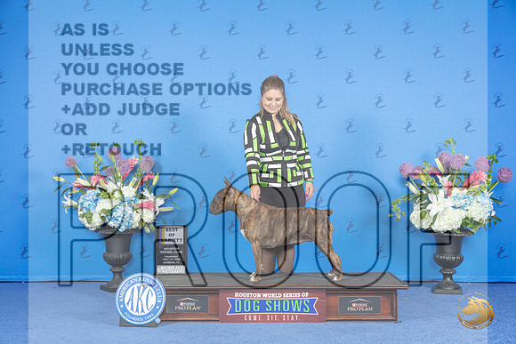 Bull Terrier Colored #10 THUR BOV Judge Jamie Hubbard__JP_0002_Houston_2024_HR3