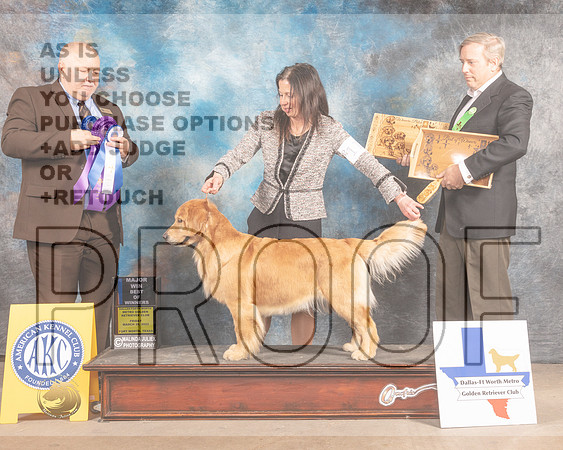 Golden Retriever #118 Fri BOW Judge Gordon Hayburn-MMJ_7541-FW2022-HR3