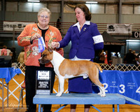 American Staffordshire Terrier #25 Sat BOW Maj
