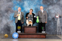 Long Coat Chihuahua #12 Sun G3 OHG2 Judge Rodney Merry Gary Andersen