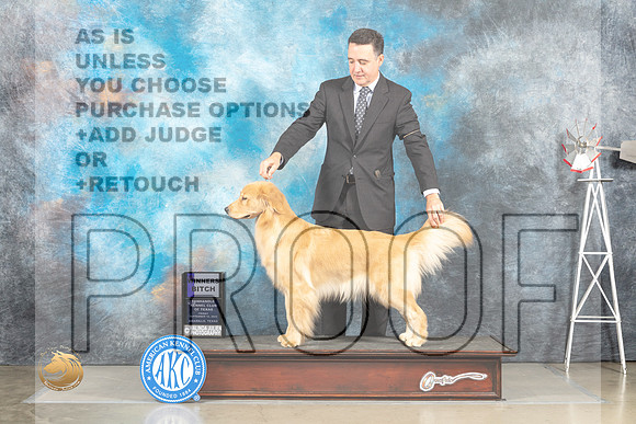 Golden Retriever #24 Sun WB Judge Joan Liebes_MJ_4922_Amarillo_2022_HR3