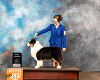 Australian Shepherd #228 Sun1 BJr Judge Matthew Proctor