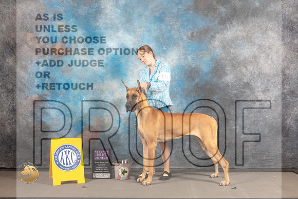 Great Dane #12 WED RBJ Judge Garry Newton_MJ_2155_Houston_2022_HR3