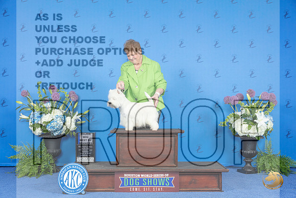 Westhighland White Terrier #8 THUR BW M Judge Jon Cole__JP_8237_Houston_2024_HR3