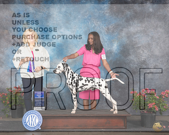 Dalmation #7 Sat WDBOW Judge Karen McFarlane __JP_5140e_San Antonio_2024-HR3.jpg