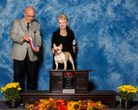 French Bulldogs #6 Sun BOW Andrew Elaine Judge Mr Gary L Andersen