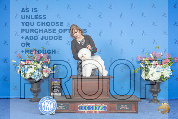 Bichon Frise #9 SUN BOB Judge Douglas Johnson__JP_0894_Houston_2024_HR3