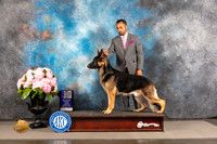 German Shepherd Dog #? THUR WD NCH Major Judge Polly Smith