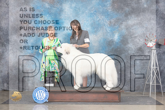 Great Pyrnenees #7 OHG2 Judge Jill Warren__JP_6634_Amarillo_2024_HR3