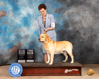 Labrador Retriever #11 Sat SDGChS Judge Eric Liebes