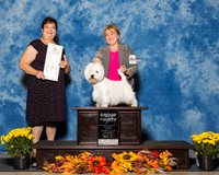 West Highland White Terriers #5 Sat G4 Davis Darlene Cox Judge Mrs Pamela B Peat