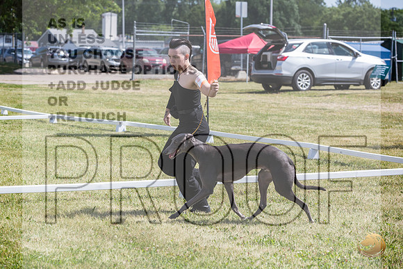 Greyhound #104 Wed_JJL_1711_Premier_2024_HR3
