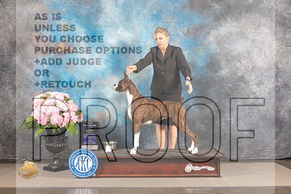 Boxer #72 FRI WB NCH Major Judge Karen McFarlane_MJ_5061_Houston_2022_HR3