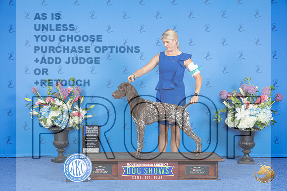 German Shorthaired Pointer #57 SAT BOW NC M Judge Wood Wornall__JP_0082_Houston_2024_HR3