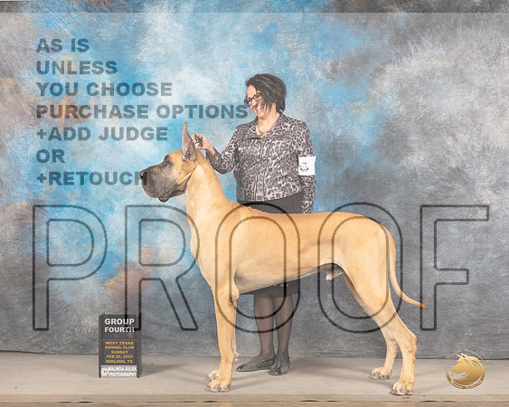 Great Dane #? Sun G4 Judge Judy BrownMMJ_5803_Mdlnd2022_HR3