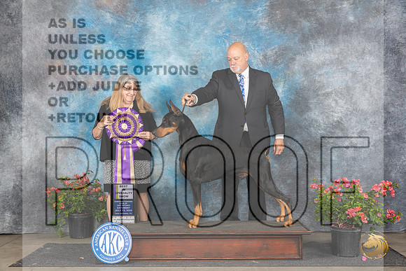Doberman PInscher #19 Sat BISS Judge Bridget Brownn__JP_5087_San Antonio_2024_HR3