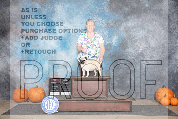 Pug #12 Sun BOS NGCH Judge Tim Catterson__JP_9135_Humble_2024_HR3