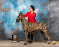 Great Dane #19 Sat WD Judge Gena Young