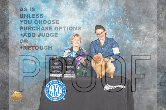 Pomeranian #30 Fri WBBOWBP Judge Sharon Masnick_MJ_9782_HstnTOY_2022_HR3