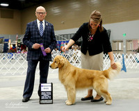 Golden Retriver #7 Fri WD