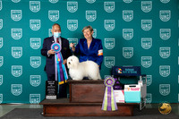 Coton de Tulear #653 Wed BISS Judge Stan Matsumoto