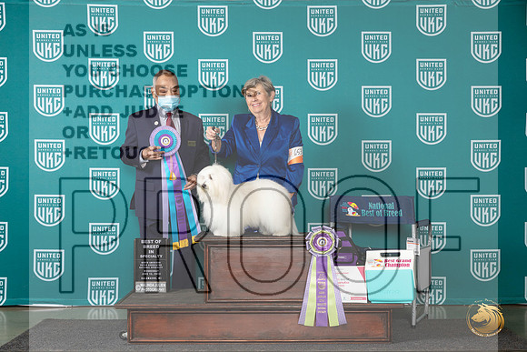Coton de Tulear #653 Wed BISS Judge Stan Matsumoto__JP_0220_Premier_2024_HR3