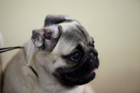 Pug
