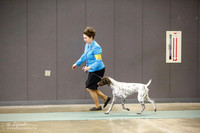 Gun Dog Group Sat S1
