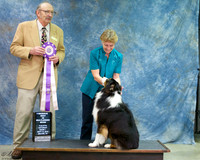 Australian Shepherd Sat S1 Reserve Best in Show